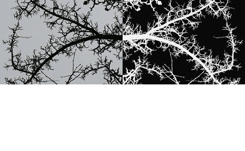 the winter tree